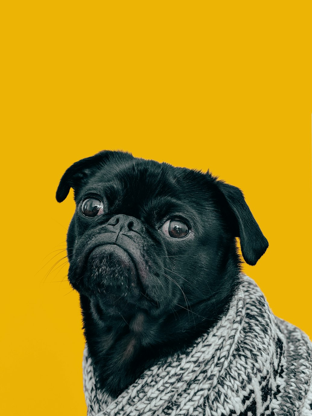 pexels aanzolaavila 14672167
